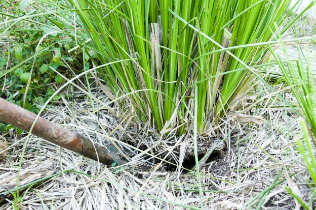 Digging up a Vetiver clump for propagation.