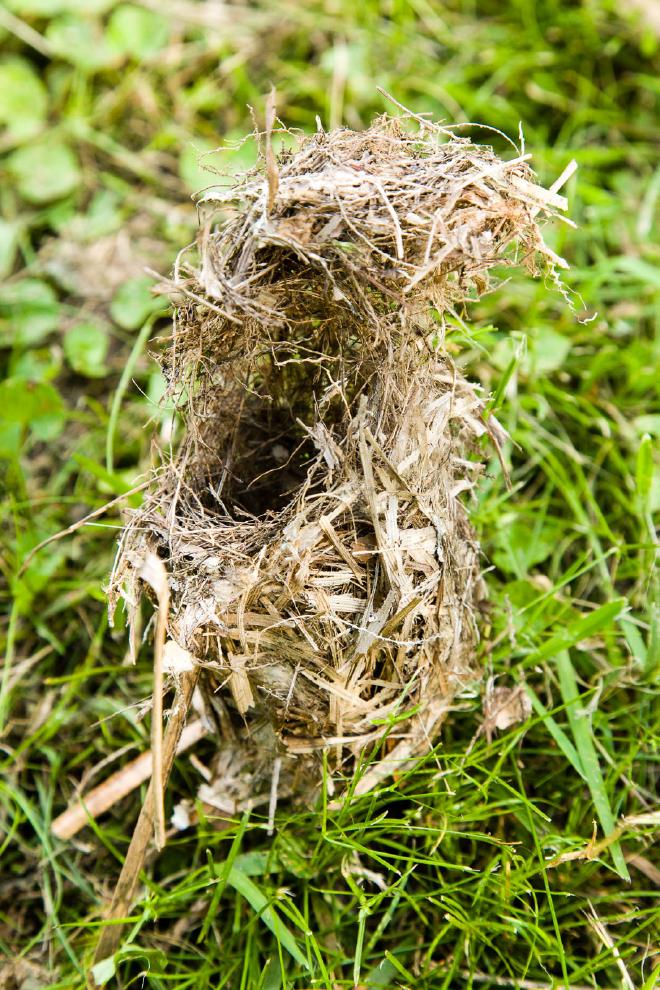 Vetiver Grass bird nest