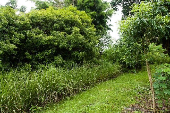 Vetiver border