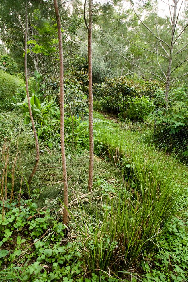 Vetiver border