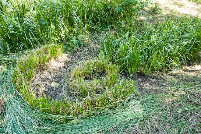 Vetiver headcut trimmed