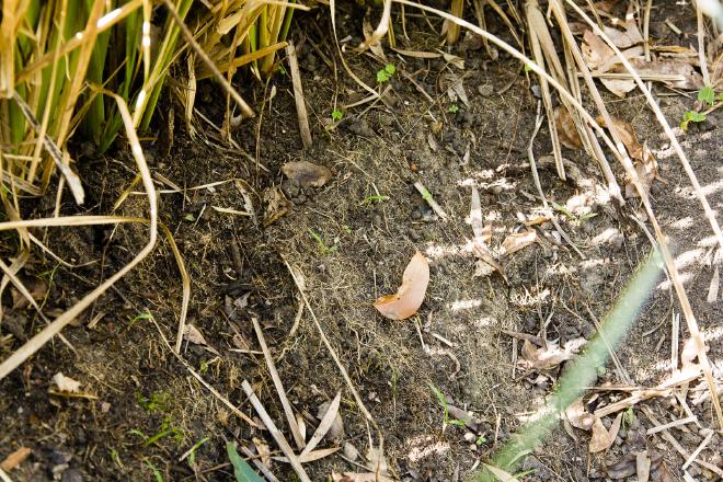 Vetiver roots visible on batter