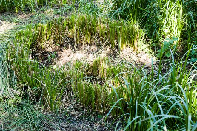 Vetiver headcut trimmed