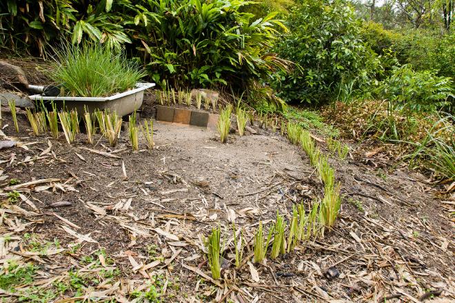 Greywater Vetiver