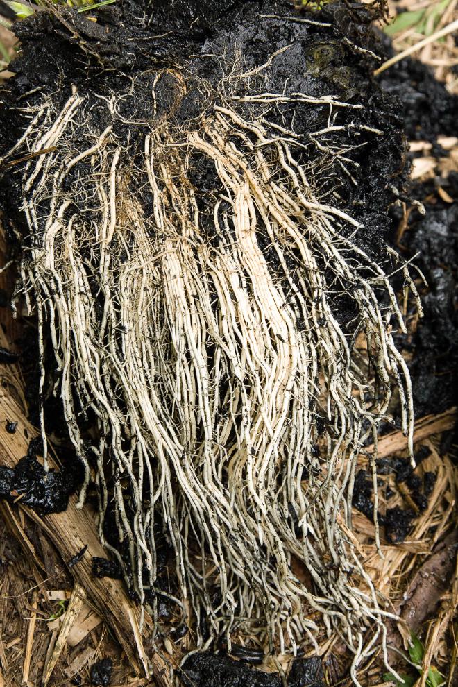 Vetiver roots in greywater biochar