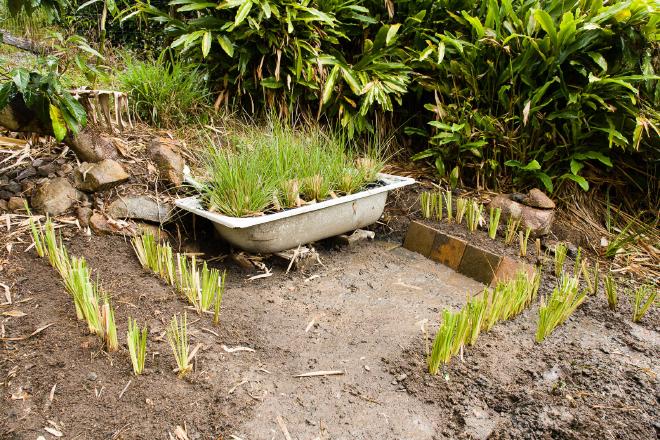 Greywater Vetiver