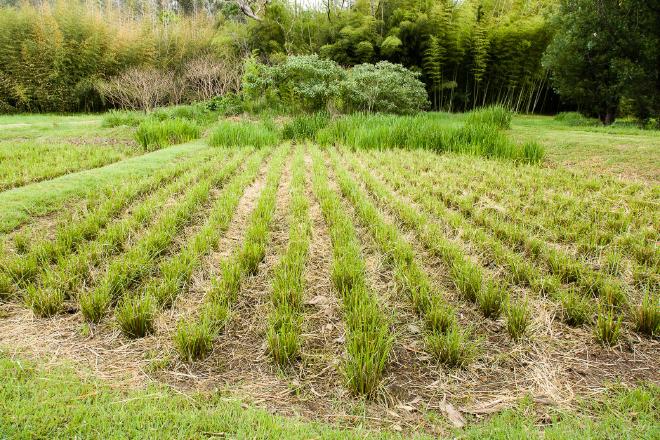 Cutting Vetiver clumps