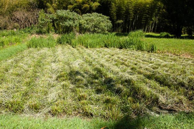 Cutting Vetiver clumps