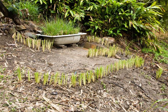 Greywater Vetiver