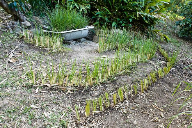 Greywater Vetiver