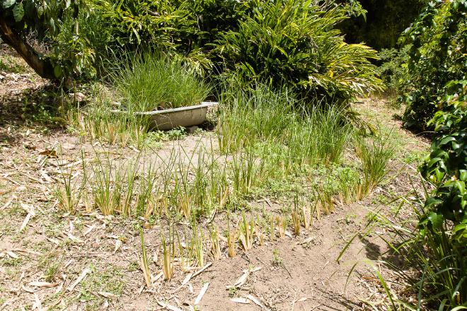 Greywater Vetiver