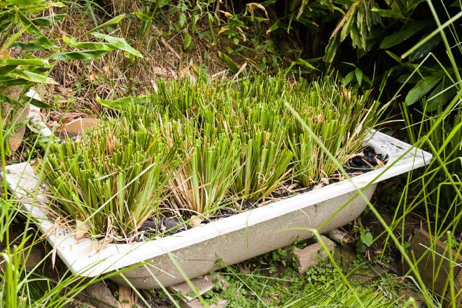 Greywater Vetiver after cutting