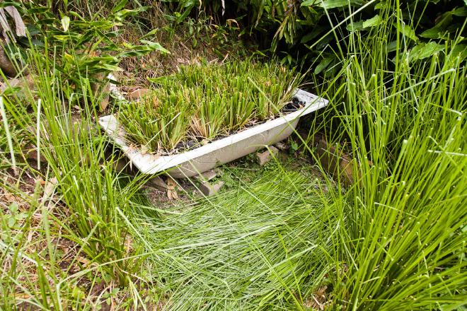 Greywater Vetiver after cutting