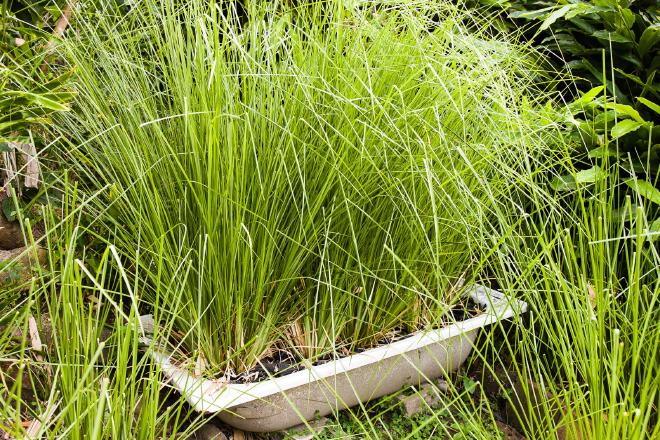 Greywater Vetiver before cutting