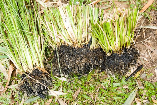 Vetiver Greywater