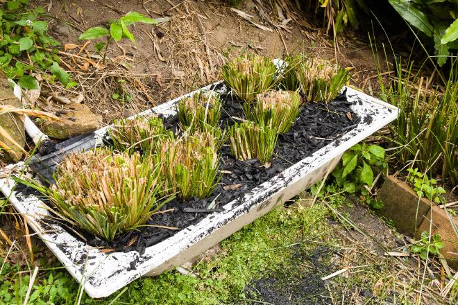 Vetiver Greywater