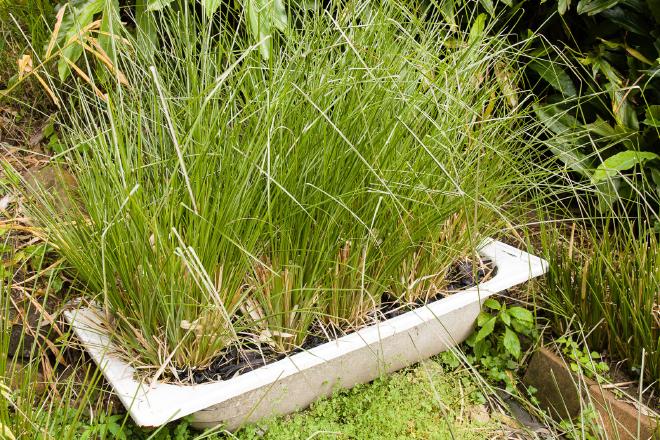 Vetiver Greywater