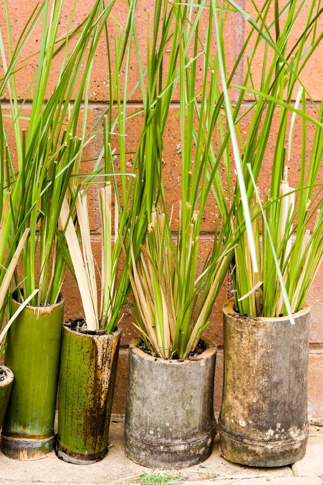 Bamboo Pots