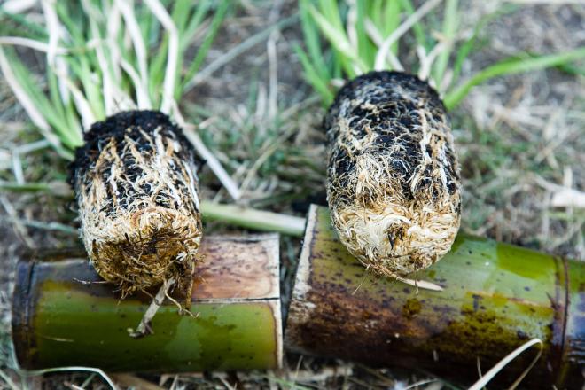 Bamboo Pots