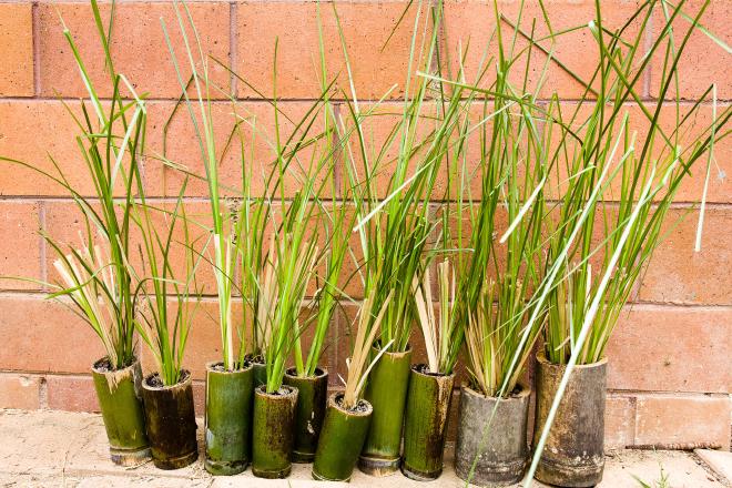 Bamboo Pots