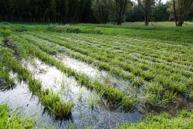 Vetiver inundated