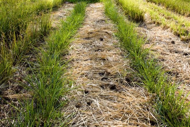 Vetiver cut regrowth