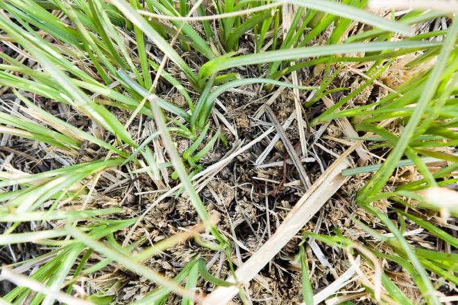 Vetiver cut regrowth