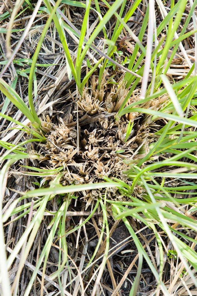 Vetiver cut regrowth