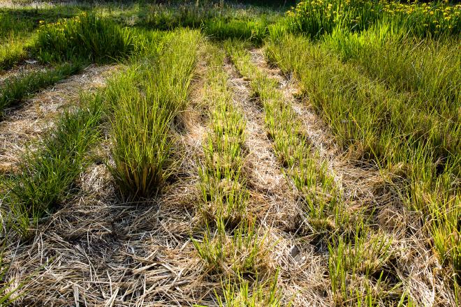 Vetiver cut regrowth