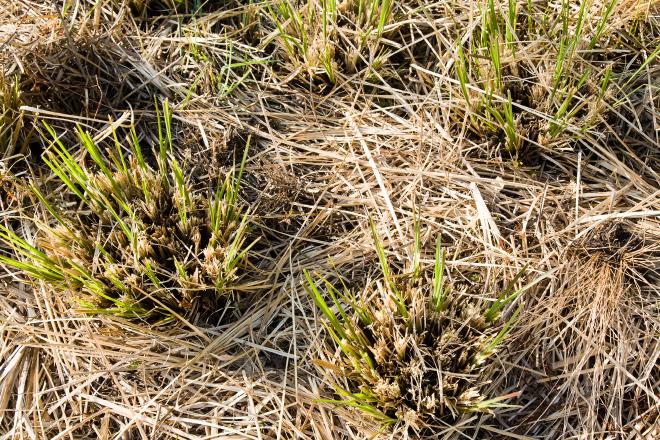 Vetiver cut regrowth