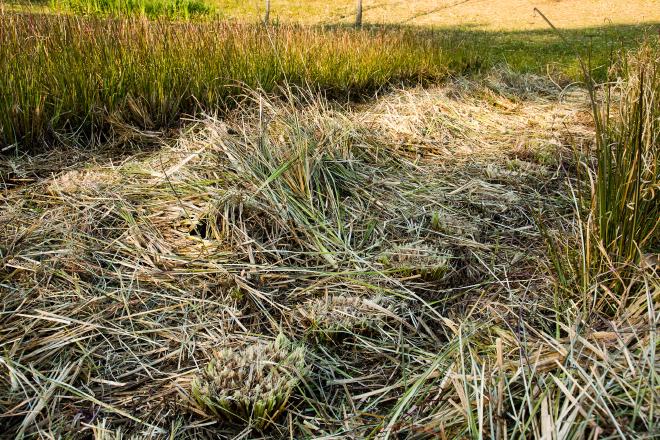 Vetiver fresh cut