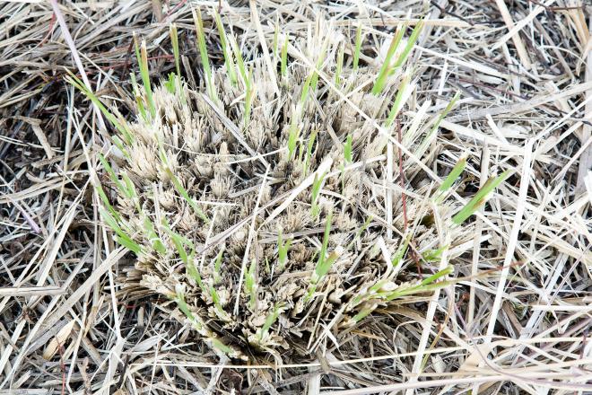 Vetiver cut regrowth