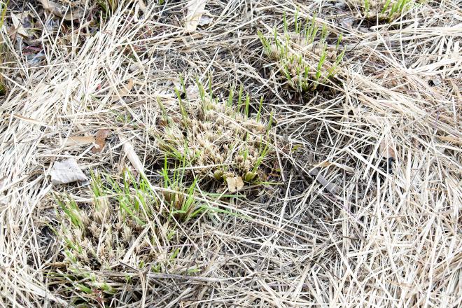 Vetiver cut regrowth