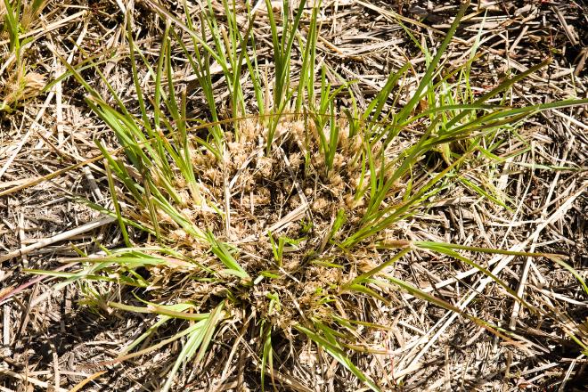 Vetiver cut regrowth