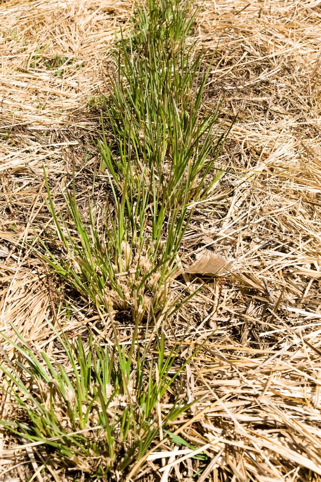 Vetiver cut regrowth