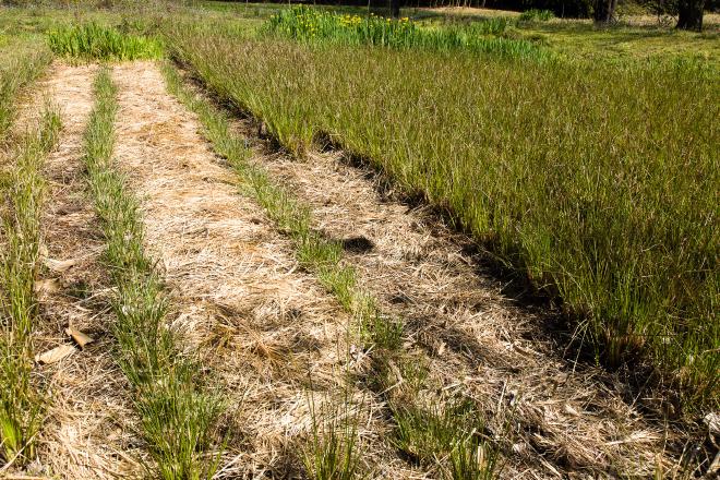 Vetiver cut regrowth