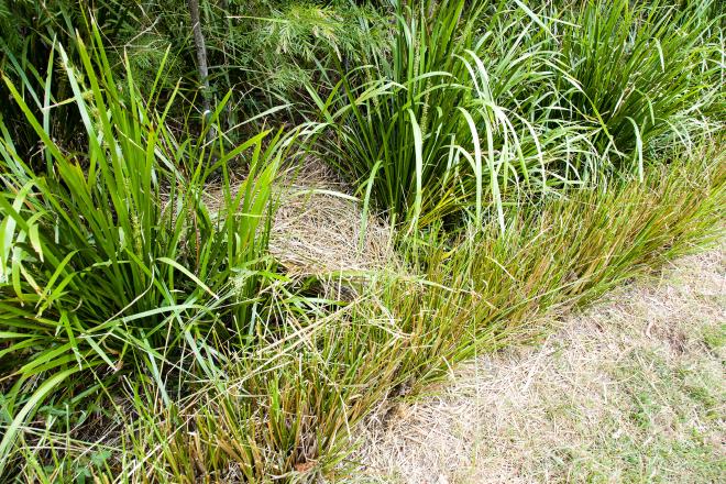 Assorted photos of Vetiver applications