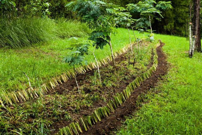 Vetiver hedge protecting a planting