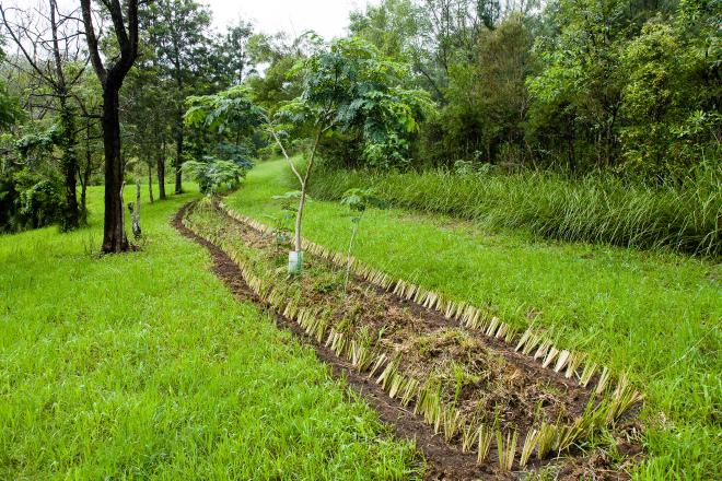 Vetiver hedge protecting a planting