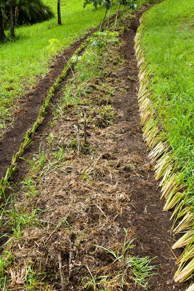 Vetiver hedge protecting a planting