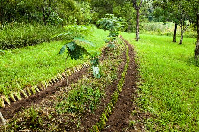 Vetiver hedge protecting a planting