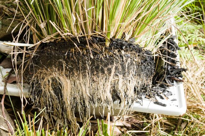 Greywater treatment