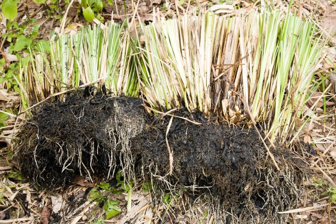 Greywater treatment