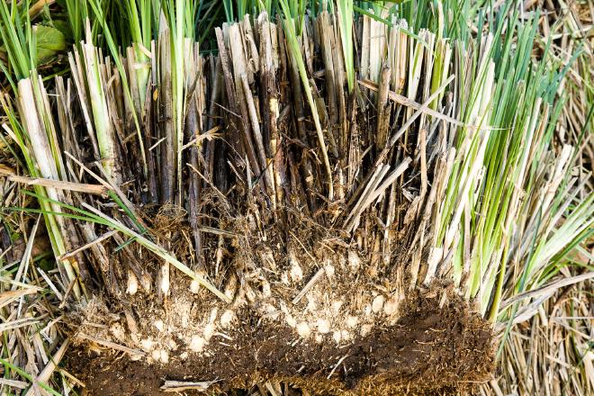 Anatomy of a Vetiver Clump