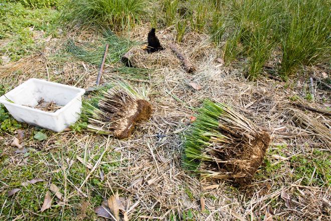 Anatomy of a Vetiver Clump