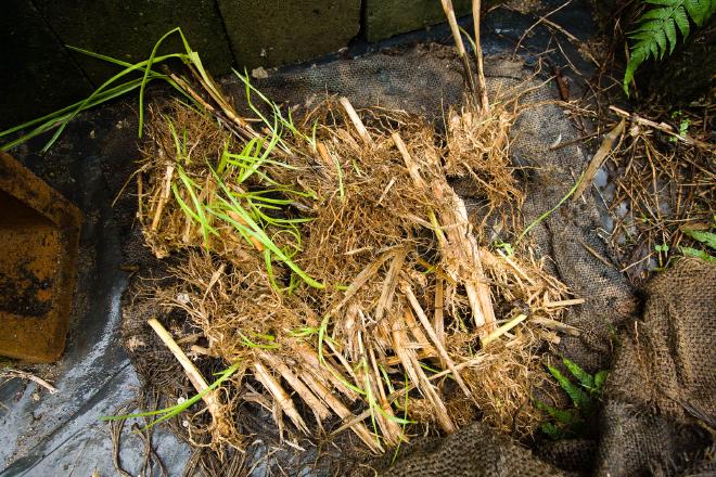 Anatomy of a Vetiver Clump