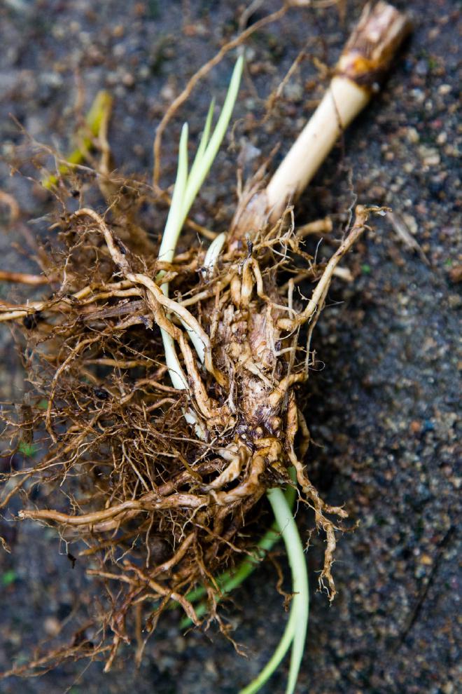 Anatomy of a Vetiver Clump