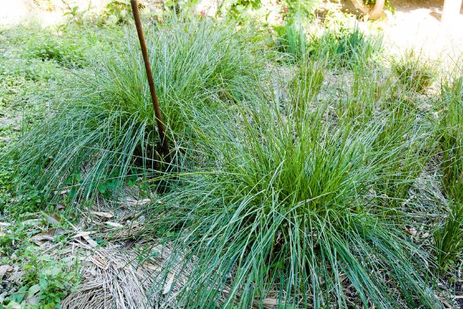 Anatomy of a Vetiver Clump