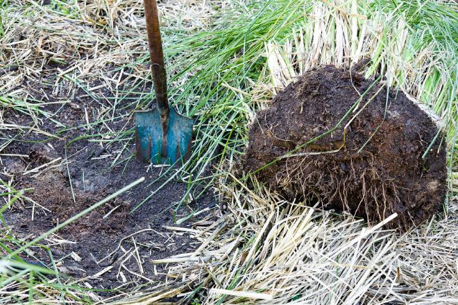 Anatomy of a Vetiver Clump