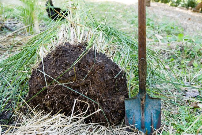 Anatomy of a Vetiver Clump